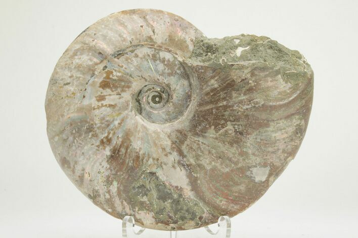 Silver Ammonite (Cleoniceras) Fossil - Madagascar #219595